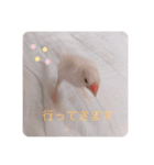 可愛い白文鳥（個別スタンプ：13）