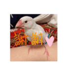 可愛い白文鳥（個別スタンプ：14）