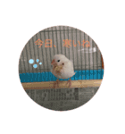 可愛い白文鳥（個別スタンプ：15）