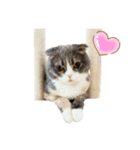 うちの猫リアル+α（個別スタンプ：5）