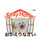 ポメちゃんランド（個別スタンプ：3）