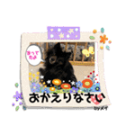 ポメちゃんランド（個別スタンプ：26）