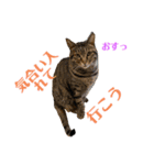 我が家のニャンズ達3（個別スタンプ：2）