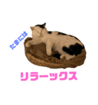 我が家のニャンズ達3（個別スタンプ：9）