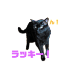 我が家のニャンズ達3（個別スタンプ：14）