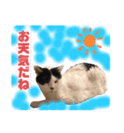 我が家のニャンズ達3（個別スタンプ：17）