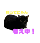 我が家のニャンズ達3（個別スタンプ：20）