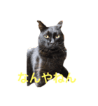 うちの猫ちゃんです（個別スタンプ：2）