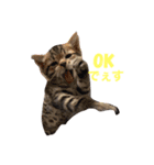 うちの猫ちゃんです（個別スタンプ：4）