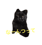 うちの猫ちゃんです（個別スタンプ：6）