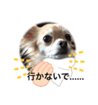 しろさんくろさん チワワスタンプ（個別スタンプ：5）