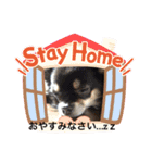 しろさんくろさん チワワスタンプ（個別スタンプ：6）