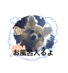 しろさんくろさん チワワスタンプ（個別スタンプ：13）