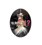 しろさんくろさん チワワスタンプ（個別スタンプ：18）