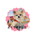 しろさんくろさん チワワスタンプ（個別スタンプ：32）