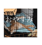 男の子小太郎くんスタンプ（個別スタンプ：4）