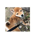 男の子小太郎くんスタンプ（個別スタンプ：24）