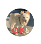 愛犬スタンプ：小次郎（個別スタンプ：1）