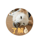 愛犬スタンプ：小次郎（個別スタンプ：4）