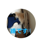 愛犬スタンプ：小次郎（個別スタンプ：6）