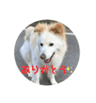 愛犬スタンプ：小次郎（個別スタンプ：7）