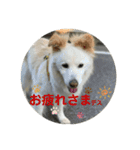 愛犬スタンプ：小次郎（個別スタンプ：9）