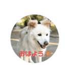 愛犬スタンプ：小次郎（個別スタンプ：10）