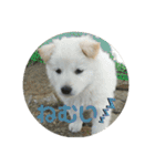 愛犬スタンプ：小次郎（個別スタンプ：11）