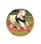 愛犬スタンプ：小次郎（個別スタンプ：12）