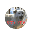 愛犬スタンプ：小次郎（個別スタンプ：16）