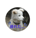 愛犬スタンプ：小次郎（個別スタンプ：17）