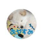 愛犬スタンプ：小次郎（個別スタンプ：18）