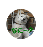 愛犬スタンプ：小次郎（個別スタンプ：20）