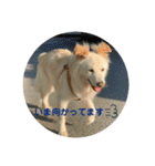 愛犬スタンプ：小次郎（個別スタンプ：21）