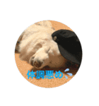 愛犬スタンプ：小次郎（個別スタンプ：22）