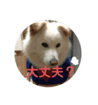 愛犬スタンプ：小次郎（個別スタンプ：23）