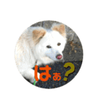 愛犬スタンプ：小次郎（個別スタンプ：25）