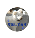 愛犬スタンプ：小次郎（個別スタンプ：26）