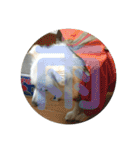 愛犬スタンプ：小次郎（個別スタンプ：32）