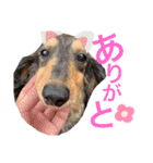 かじやま家の愉快な仲間たち(新)（個別スタンプ：12）