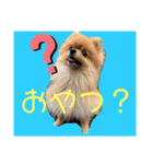 愛しのぽこちゃんスタンプ（個別スタンプ：1）