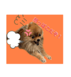 愛しのぽこちゃんスタンプ（個別スタンプ：3）