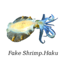 Fake Shrimp.Haku アオリイカ（個別スタンプ：5）