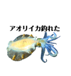 Fake Shrimp.Haku アオリイカ（個別スタンプ：7）