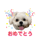 シロンちゃん 2（個別スタンプ：1）