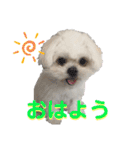 シロンちゃん 2（個別スタンプ：2）