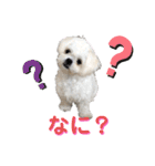 シロンちゃん 2（個別スタンプ：4）
