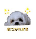 シロンちゃん 2（個別スタンプ：5）