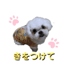 シロンちゃん 2（個別スタンプ：7）