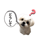シロンちゃん 2（個別スタンプ：11）